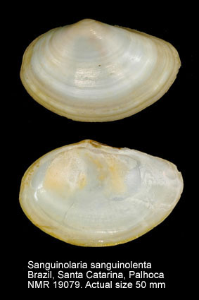 Sanguinolaria sanguinolenta.jpg - Sanguinolaria sanguinolenta(Gmelin,1791)